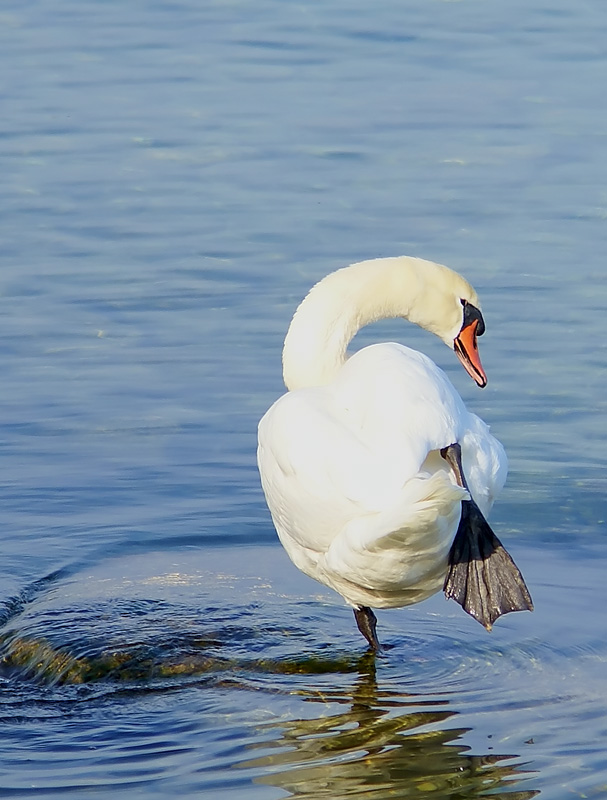 Cigno