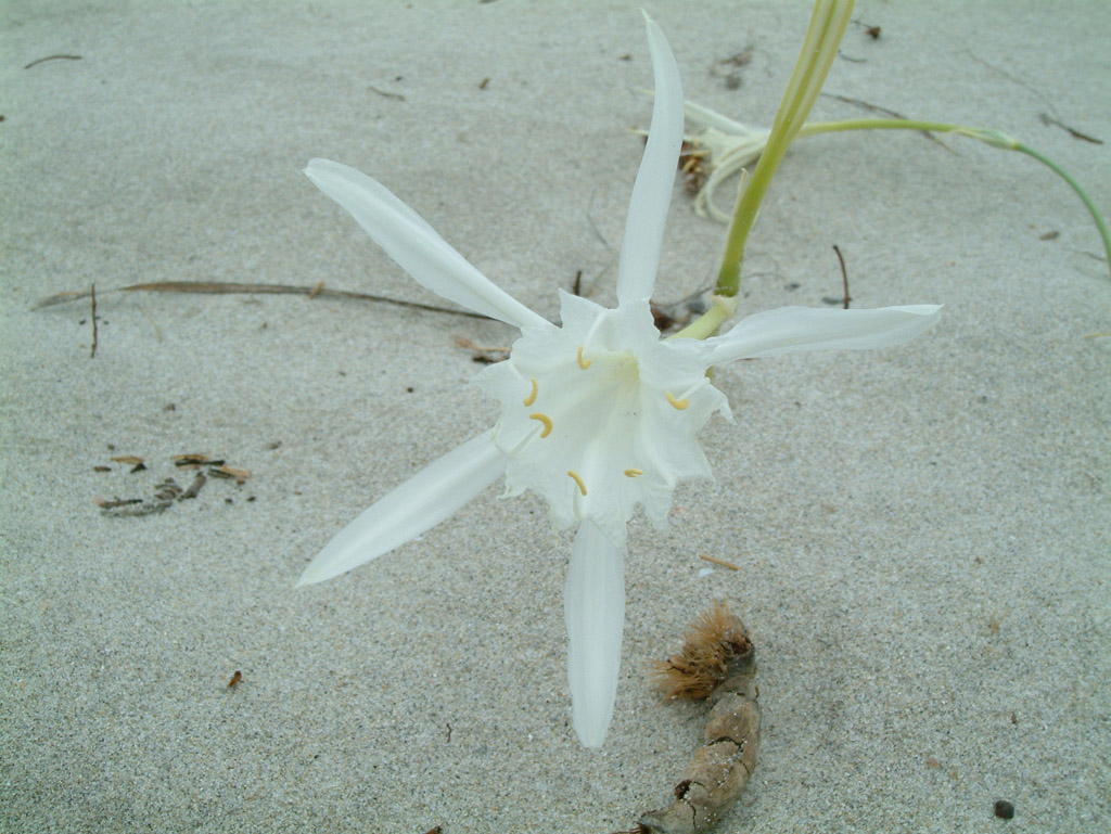 Fiori nel deserto