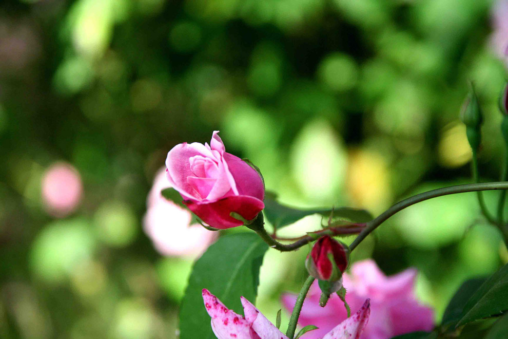 ROSA