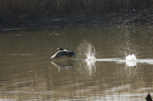 Cormorano