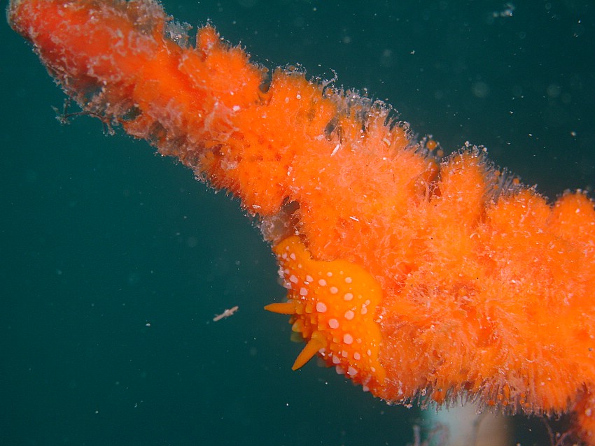 Phylidia flava