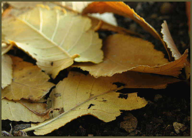 Autunnale