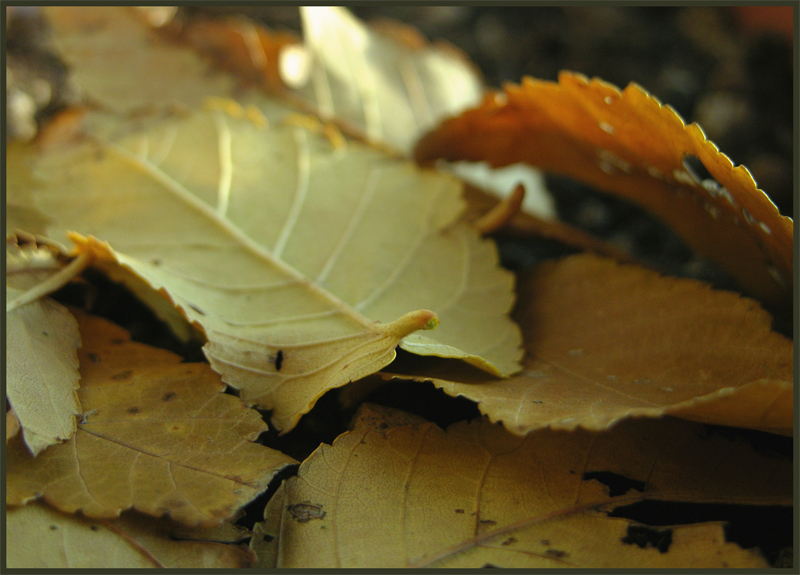 Autunnale 2