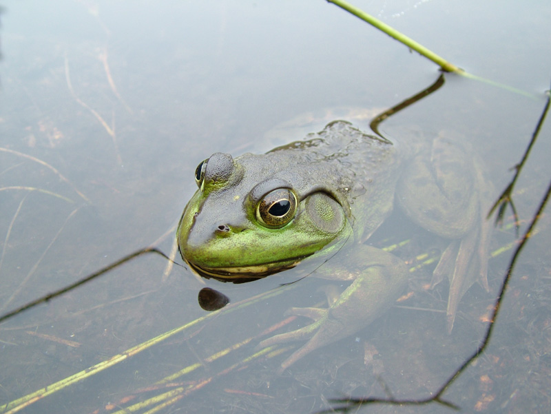 Don'tMove-Frog