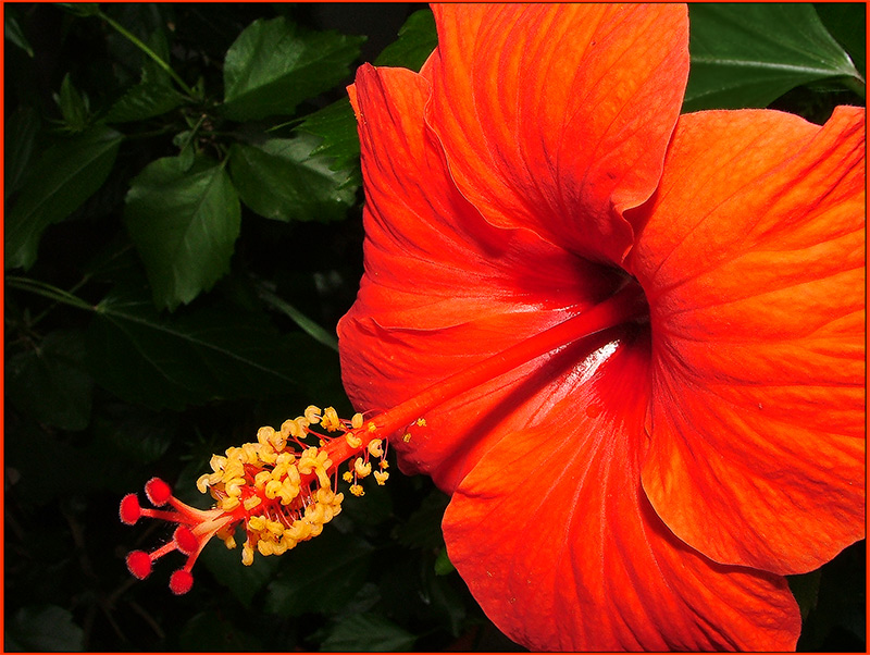 [ Flowers ] Ibiscus