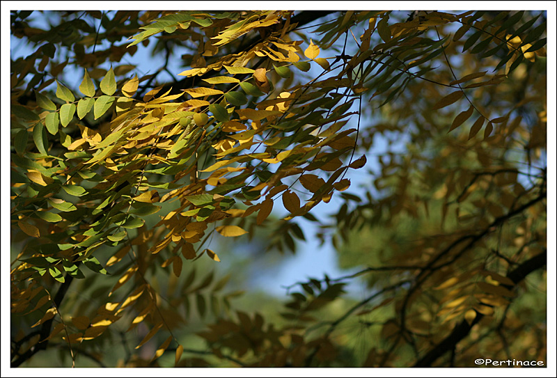 Nostalgia d'autunno