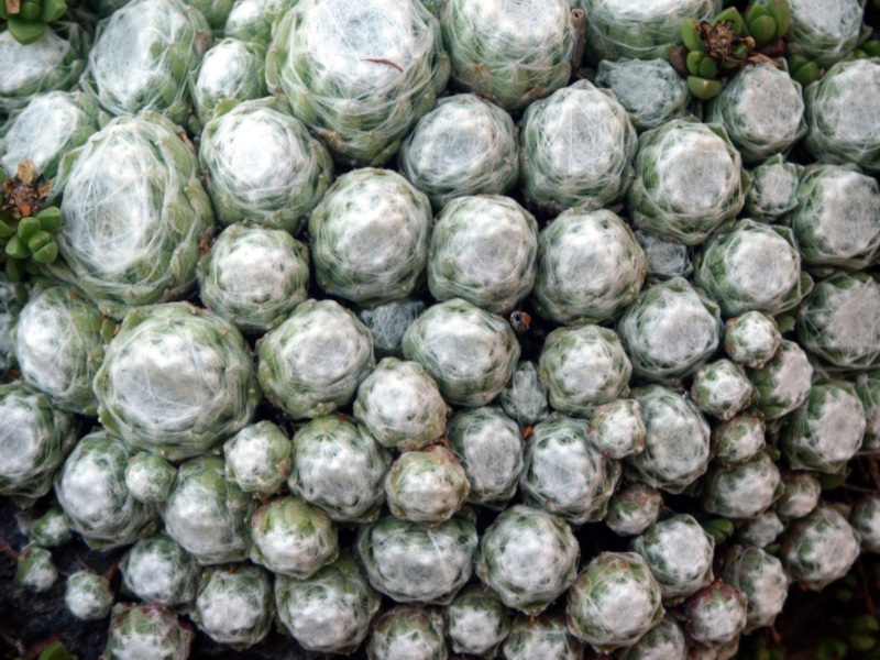 Uova aliene 2