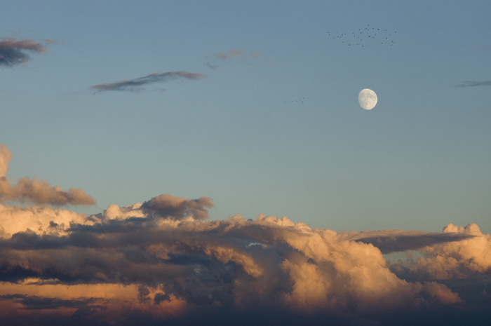 Alla Luna