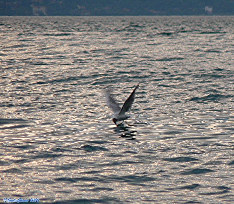 dal lago di garda