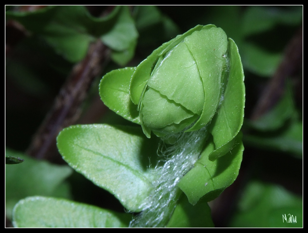 prova macro
