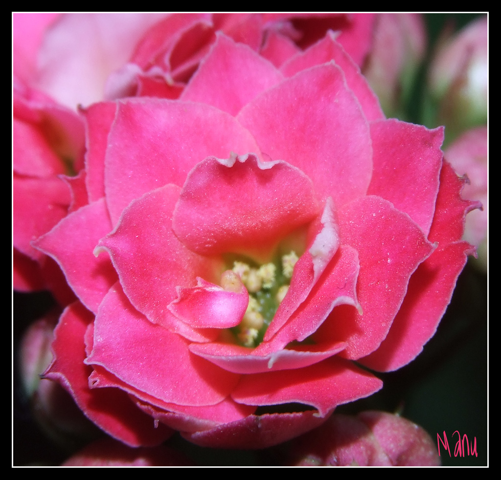 fiore