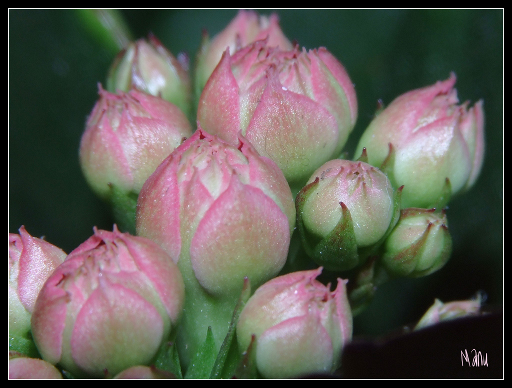 fiori macro