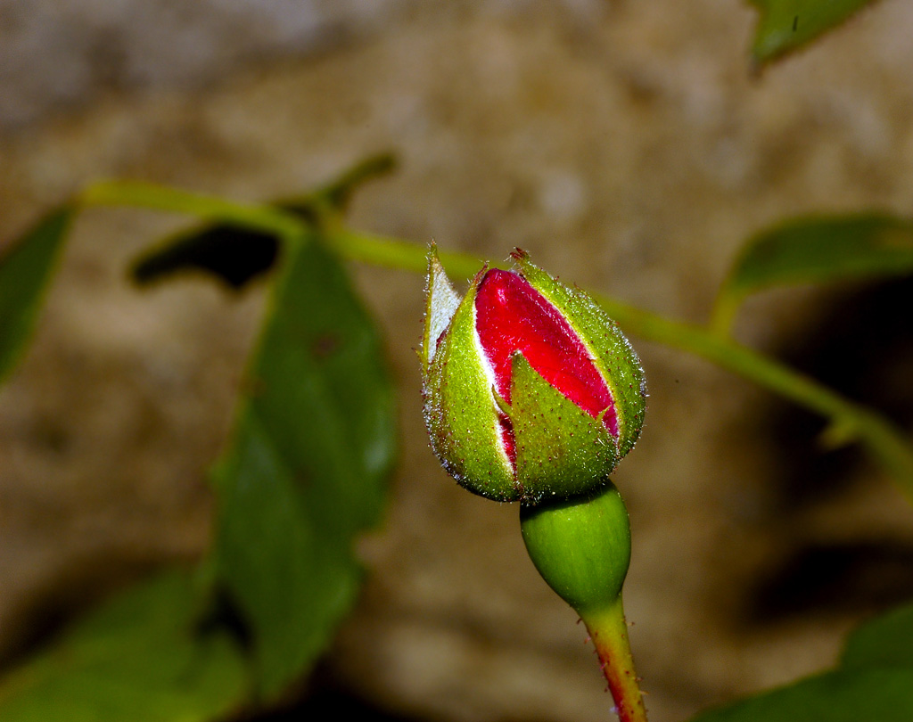 bocciolo di rosa