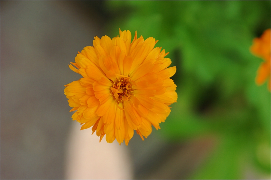 Orto Botanico-5