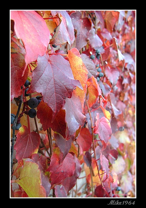 autunno