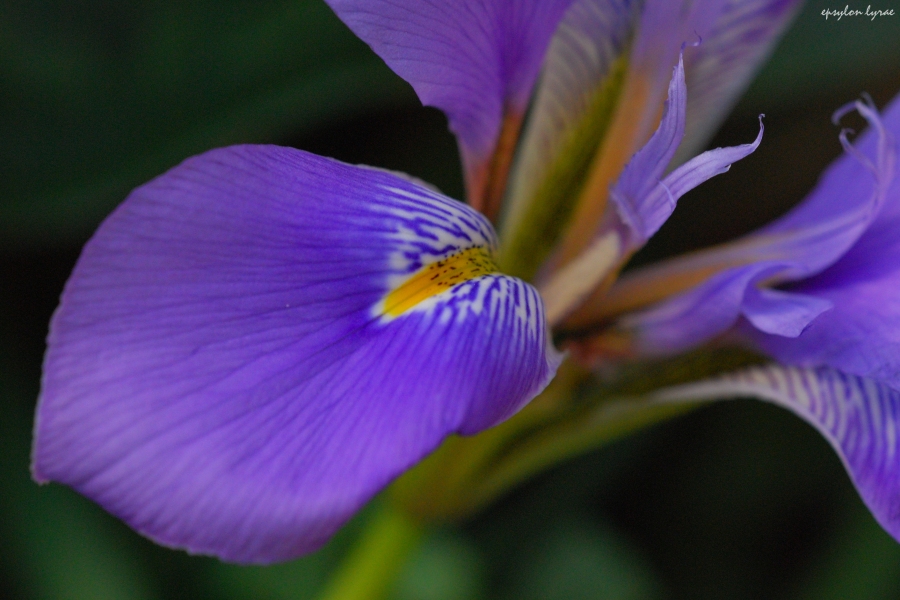 Iris 1