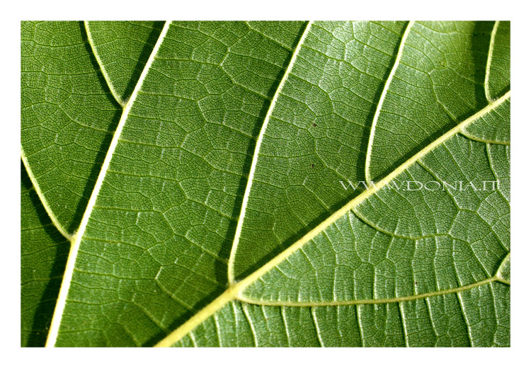 Veins