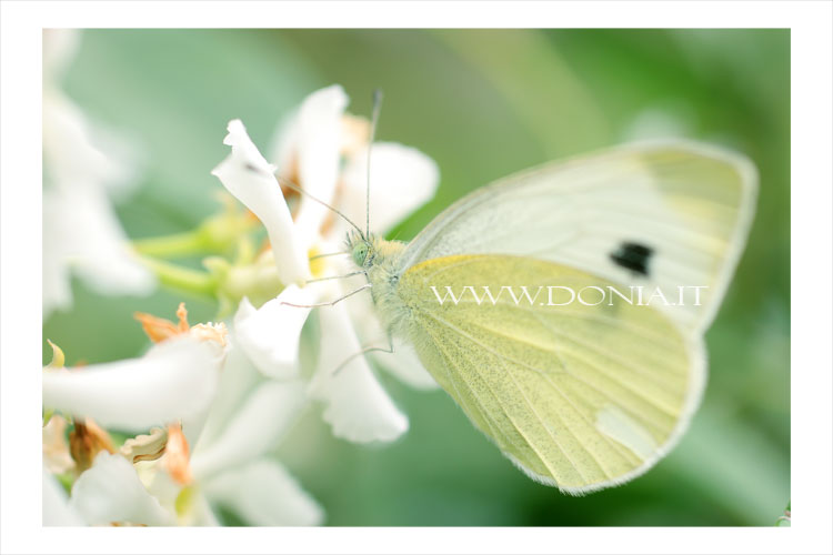 Delicate