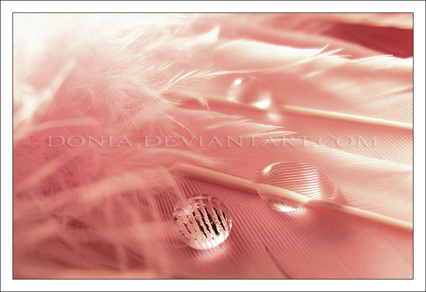 Featheriness