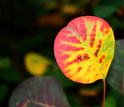 I colri dell'autunno
