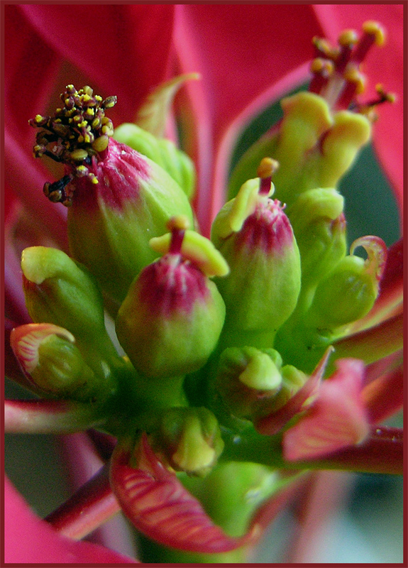 Fiori di stella (... di natale)