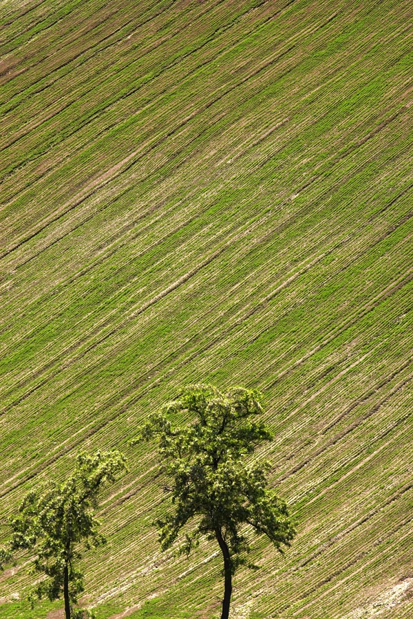 Campo di... stoffa