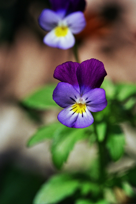 fiori 1