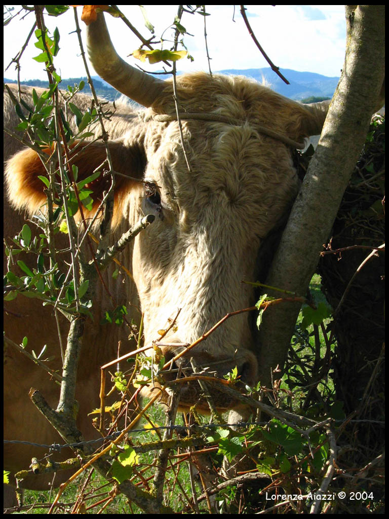 Mucca