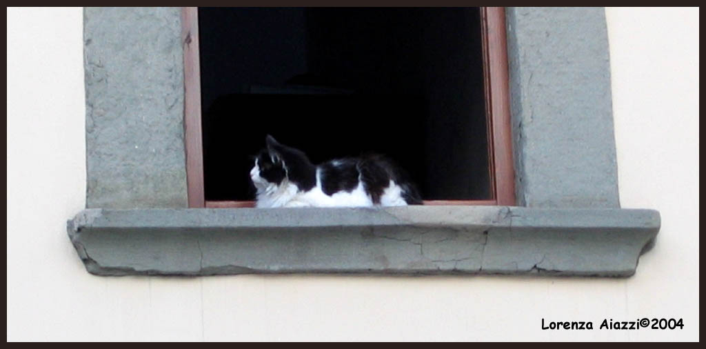 Gatto sulla finestra