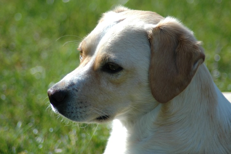 leone