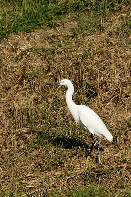 Garzetta