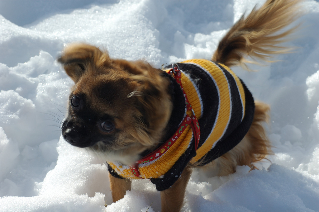 Zoom sulla neve