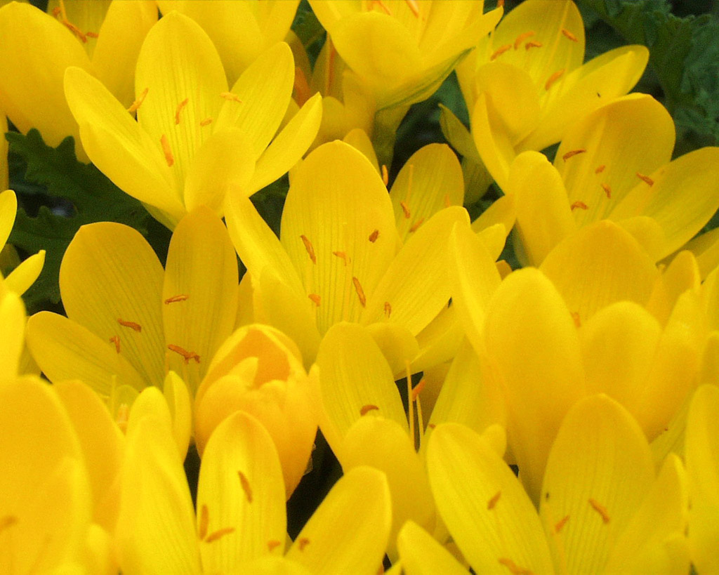 Fiori sconosciuti
