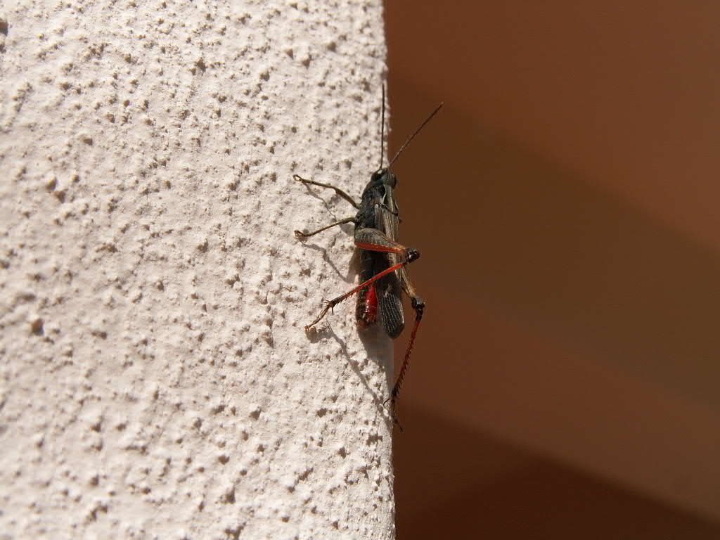 Grillo