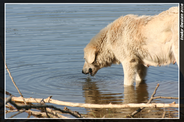 Cane sul Lago