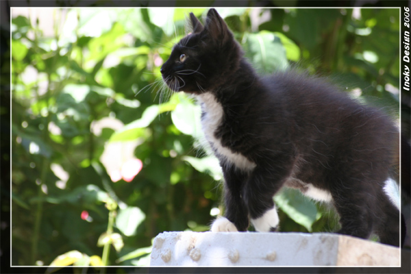 Gatto in posa