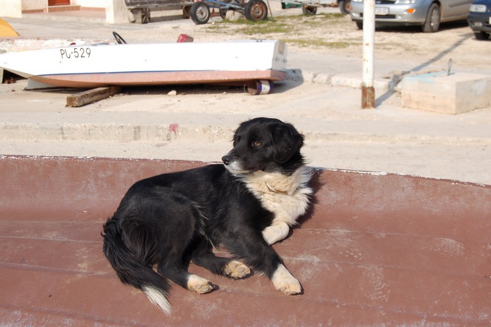 Cane