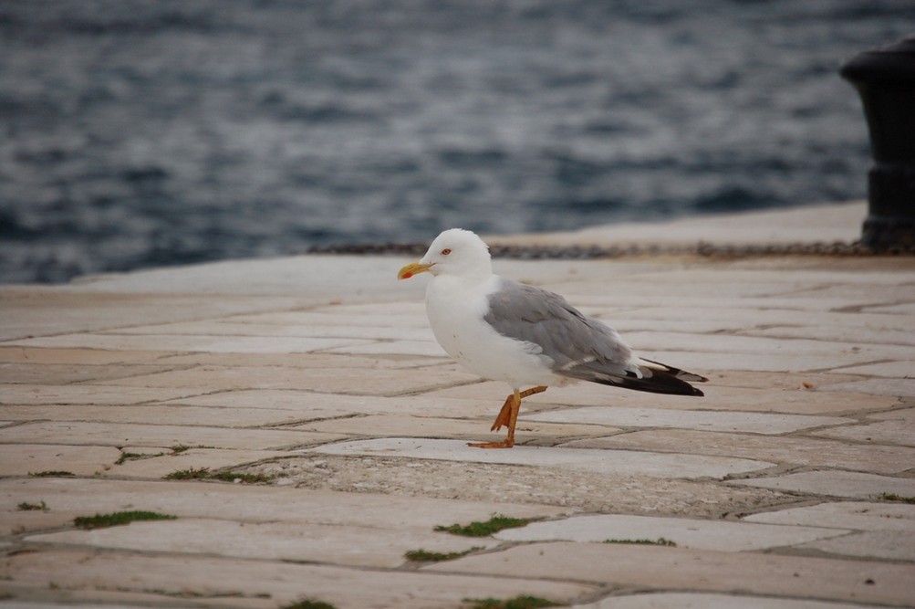 Gabbiano
