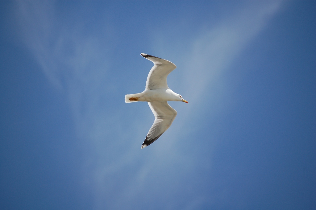 Gabbiano in volo