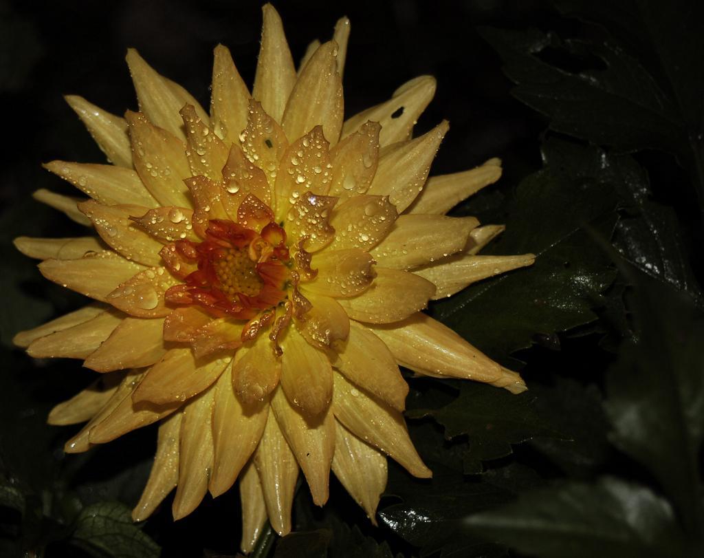 yellow....