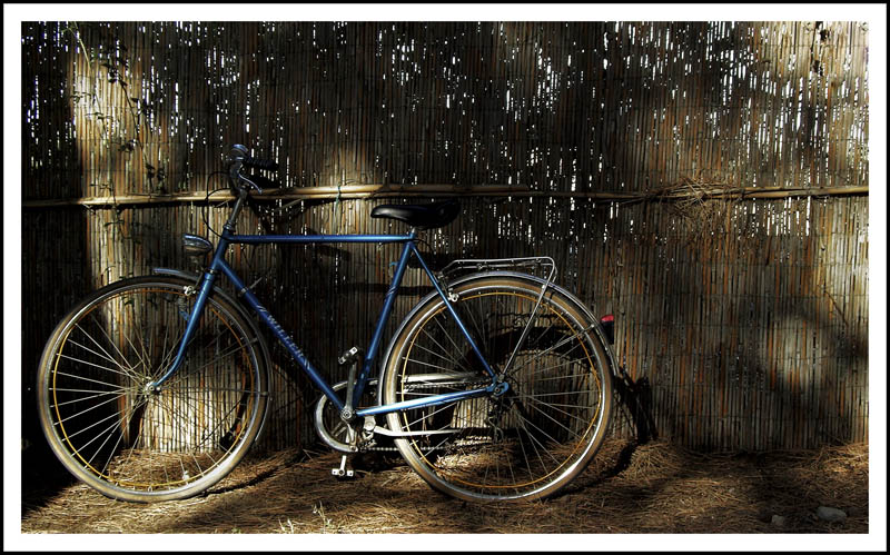 Bici in pineta