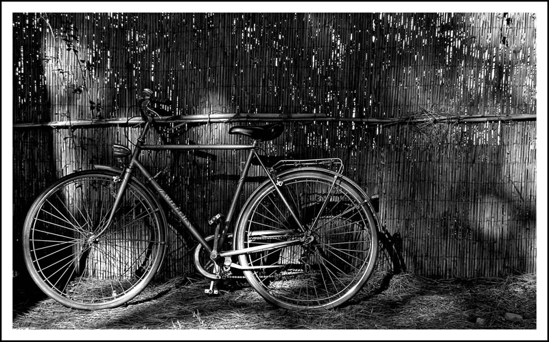 Bici in pineta B&N