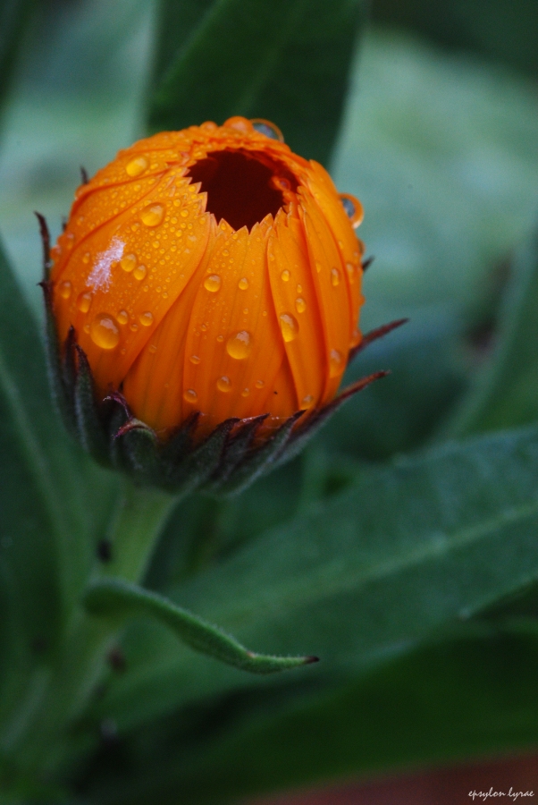 After the rain 2