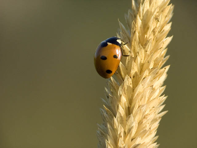 Coccinella septempunctata