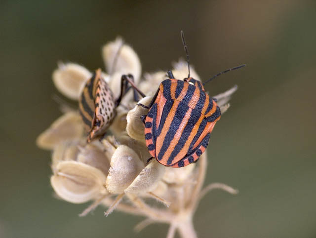 Graphosoma lineatum