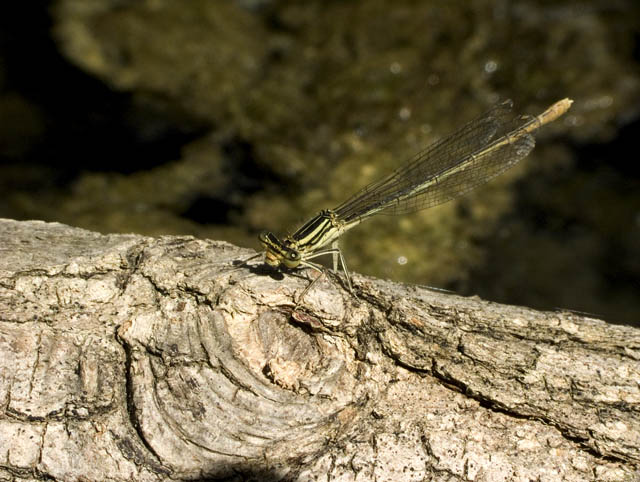 Libellula