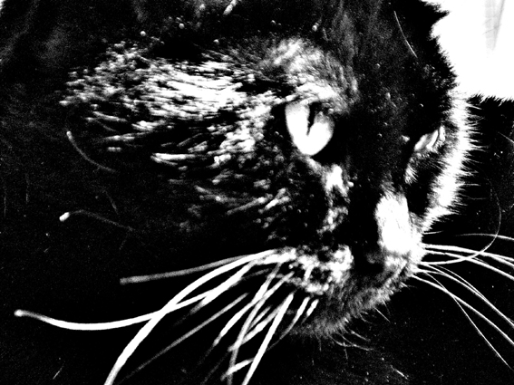 cat4