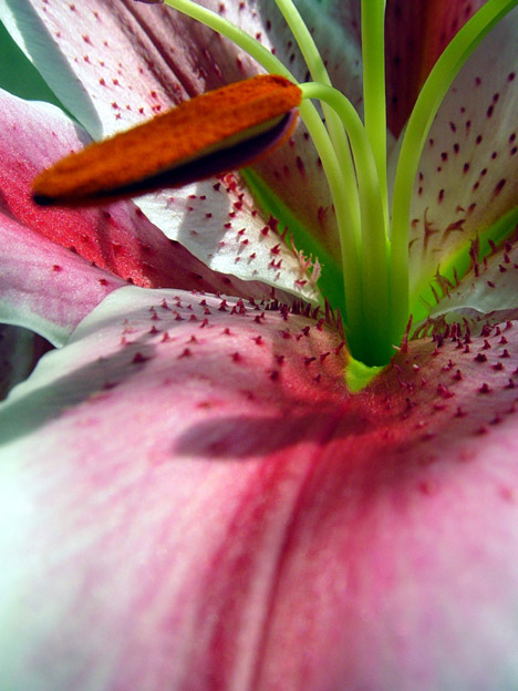 flower heart