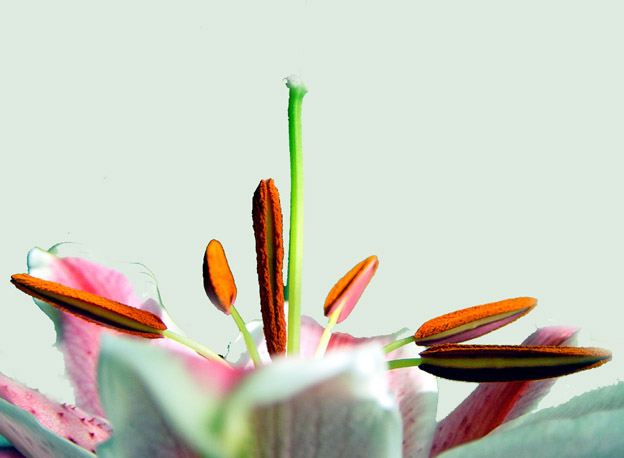 fiore all'orizzonte