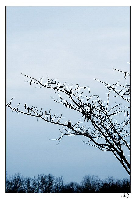 Inverno